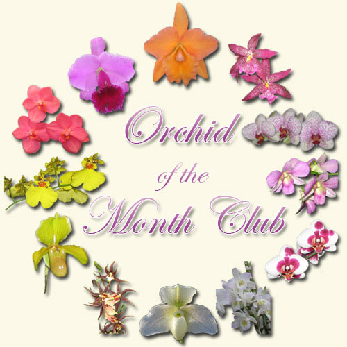 Orchid of the month club graphic
